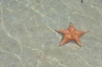 Uma das centenas de estrelas do mar em Boca del Drago, praia de Isla Colón, em Bocas del Toro, no Panamá